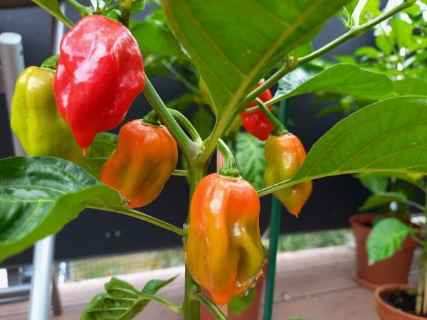 Chili Früchte